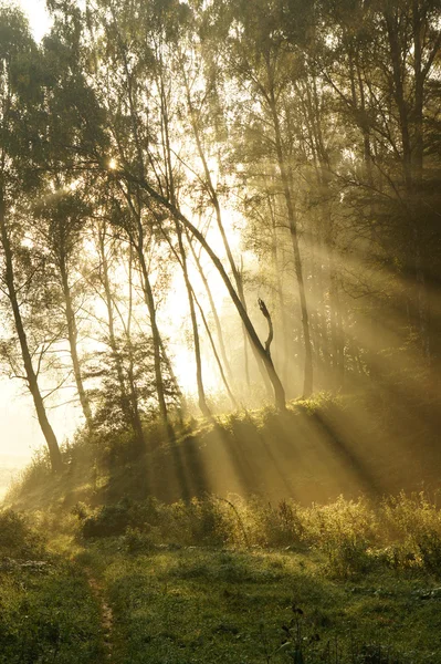 Sabah mistik sisli peyzaj — Stok fotoğraf