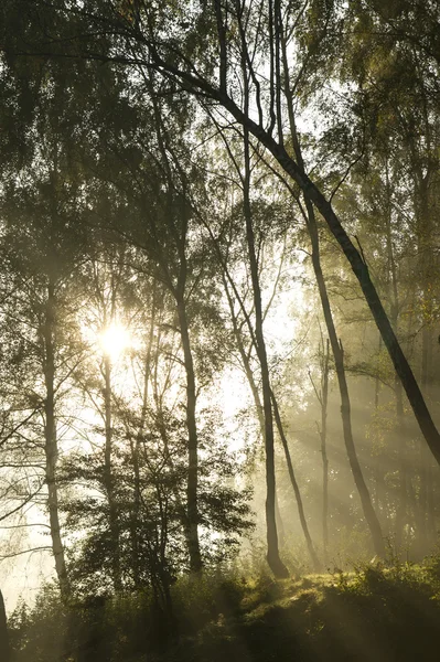 Mystique paysage brumeux le matin — Photo