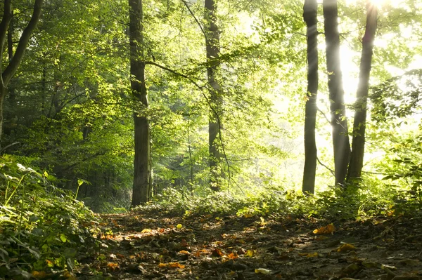 Bosque de otoño brumoso —  Fotos de Stock