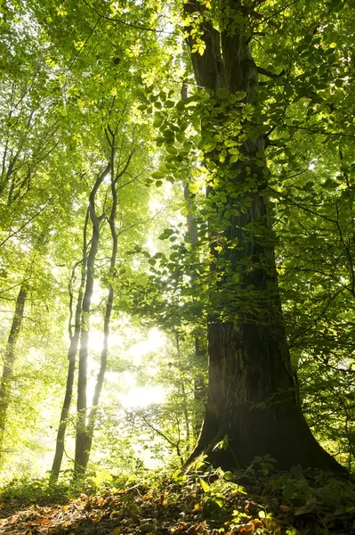 Trees in the forest — Stock Photo, Image