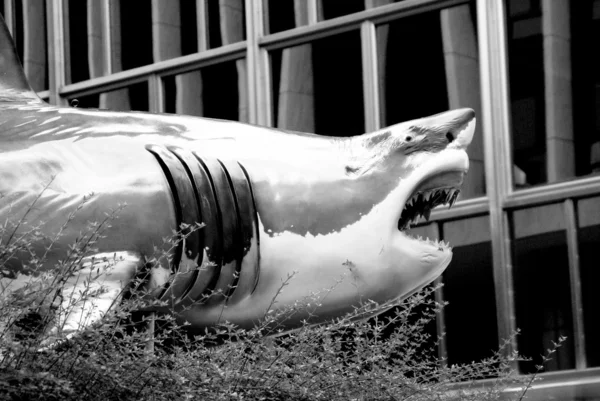 stock image Great White Urban Shark