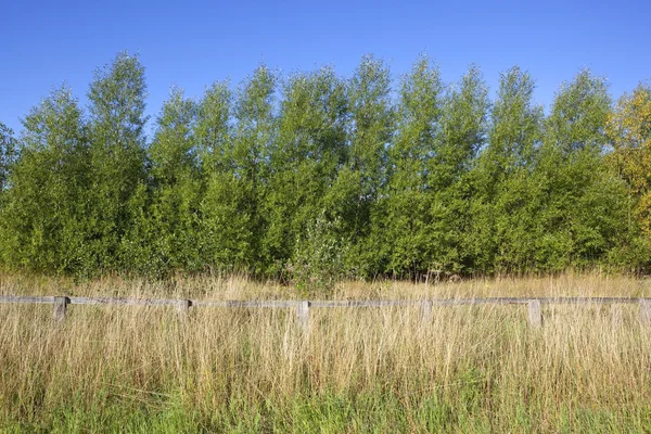 버드 나무와 마른 잔디 — 스톡 사진