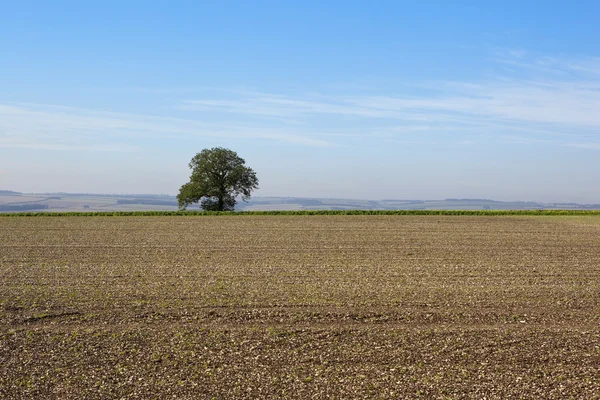 Agrarszene mit einsamen Bäumen — Stockfoto
