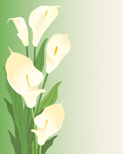 Calla lillies — Vettoriale Stock
