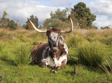 English long horn cow clipart