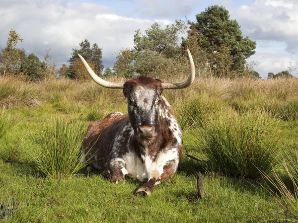 Anglický dlouhý roh kráva — Stock fotografie