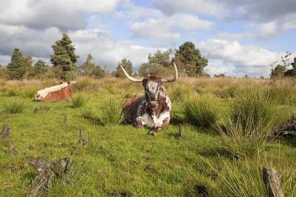 Engelska långa horn-boskap — Stockfoto