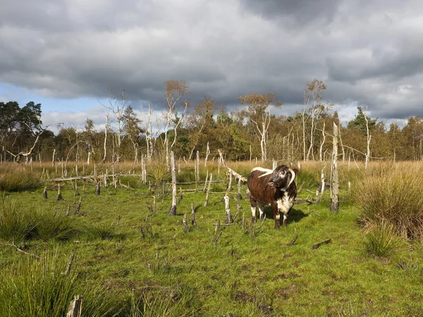 暴风骤雨的风景与长的垫铁母牛 — 图库照片