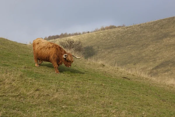Vacca delle Highlands — Foto Stock