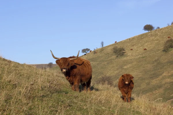 Highland koe en kalf — Stockfoto