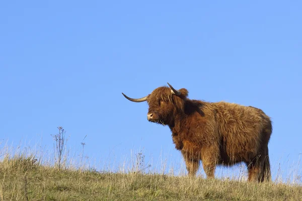 Highland tehén — Stock Fotó