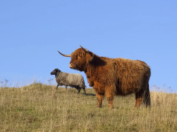 Високогірна корова з вівцями — стокове фото