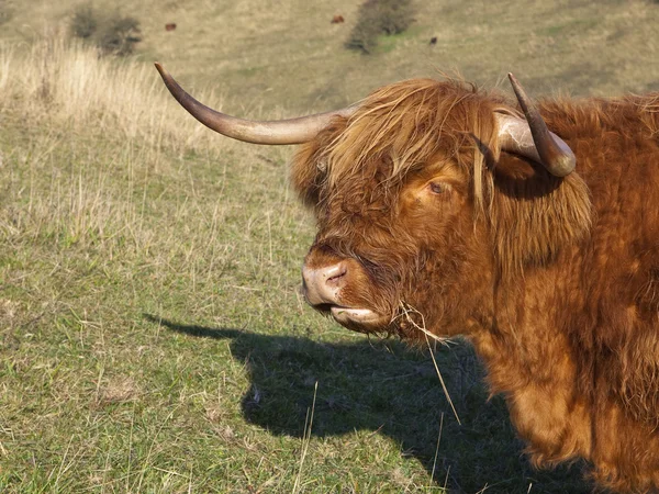 Highland kráva portrét — Stock fotografie