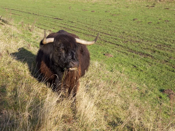 Dark highland cow — Stockfoto