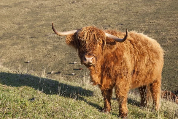 Highland cow — Stockfoto