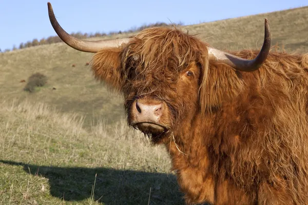 Smutně vypadající highland kráva — Stock fotografie