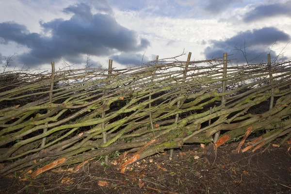 Stock image Newly layered hedge