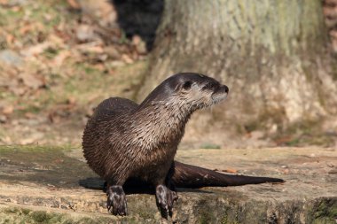 European otter clipart