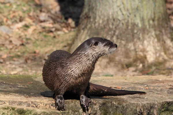 Europese otter — Stockfoto