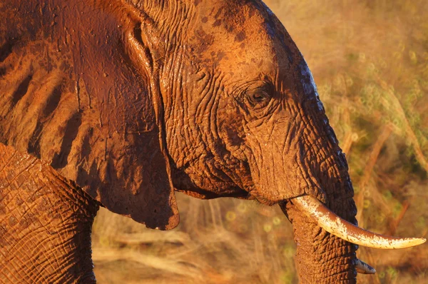 Elephant in tsavo east — Stock Photo, Image