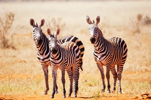 Staring zebras — Stock Photo, Image