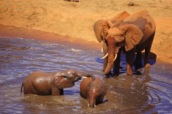 코끼리 목욕 스톡 사진