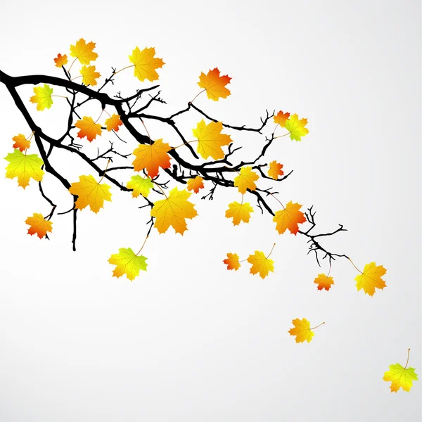 Folhas de Outono —  Vetores de Stock