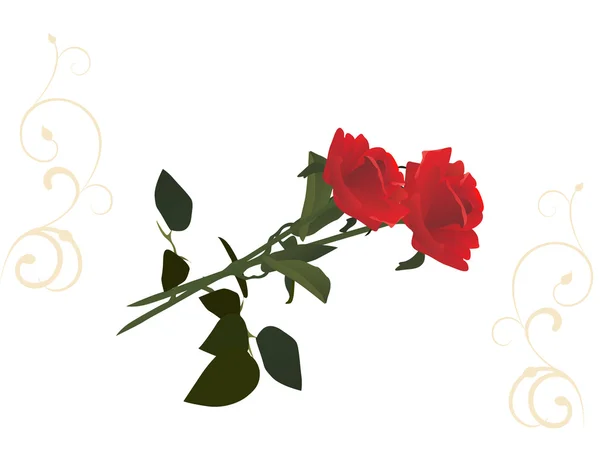 Romantische Rosen — Stockvektor