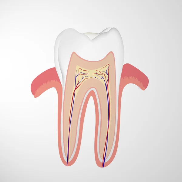 Menschlicher Zahn — Stockvektor
