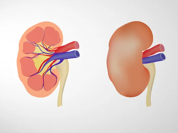 人間の腎臓 — ストックベクタ