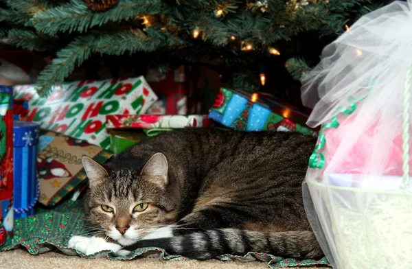 Chat sous l'arbre de Noël — Photo