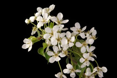 kiraz çiçekleri ve siyah izole çiçekleri ile şube