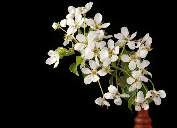 stock image Branch with cherry flowers and blossoms, isolated on black
