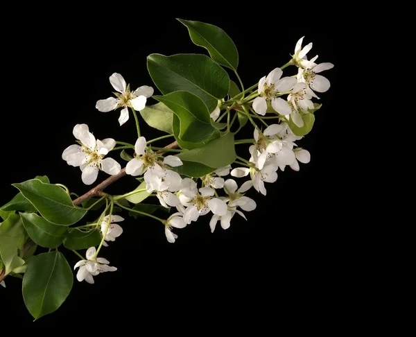 Branch with cherry flowers and blossoms, isolated on black — Stock Photo, Image