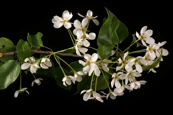 Zweig mit Kirschblüten und Blüten, isoliert auf schwarz — Stockfoto