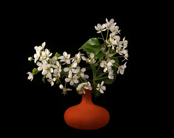 stock image Bouquet of flowers and blossoms of cherries isolated on black