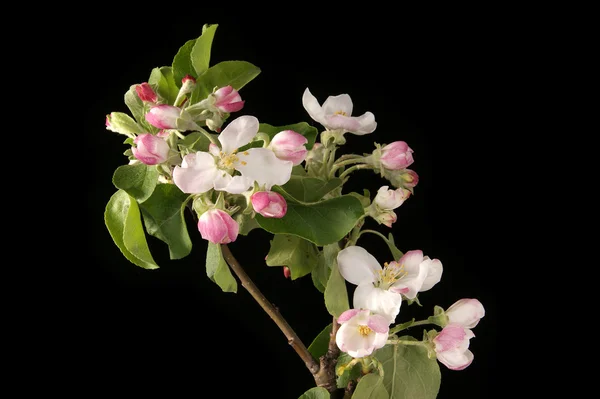 stock image Branch with flowers and blossoms of apple, isolated on black