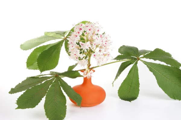 Horse chestnut flower in a vase on a white background — Stock Photo, Image