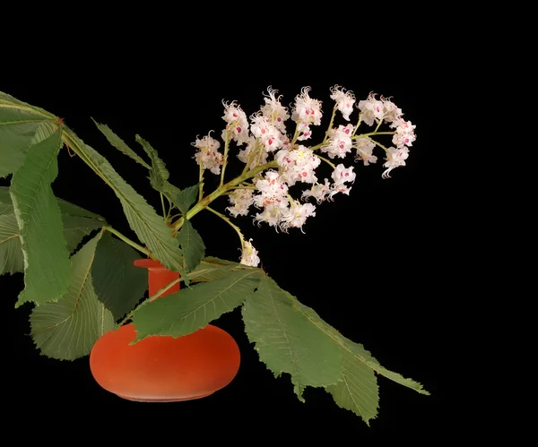 Horse chestnut flower in a vase on a black background — Stock Photo, Image