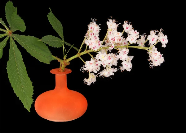 Rosskastanienblüte in einer Vase auf schwarzem Hintergrund — Stockfoto