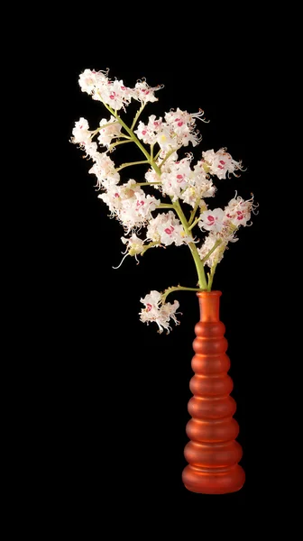 Rosskastanienblüte in einer Vase auf schwarzem Hintergrund — Stockfoto