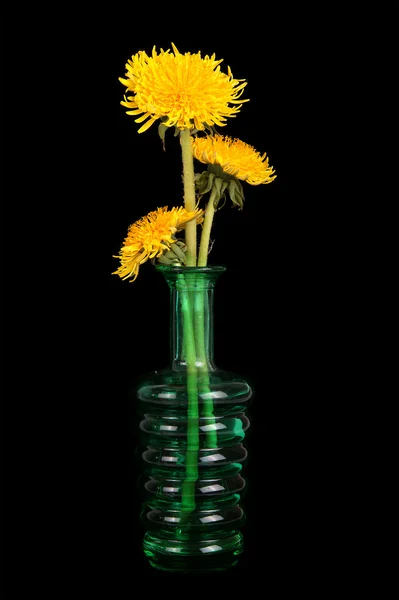 stock image Dandelion flowers in a vase on a black background