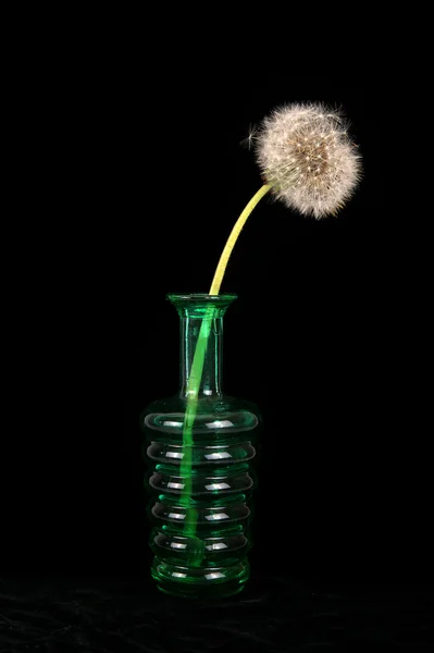 Flores de diente de león en un jarrón sobre un fondo negro — Foto de Stock