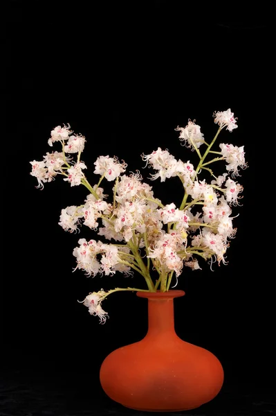 Fleur de châtaignier dans un vase sur fond noir — Photo