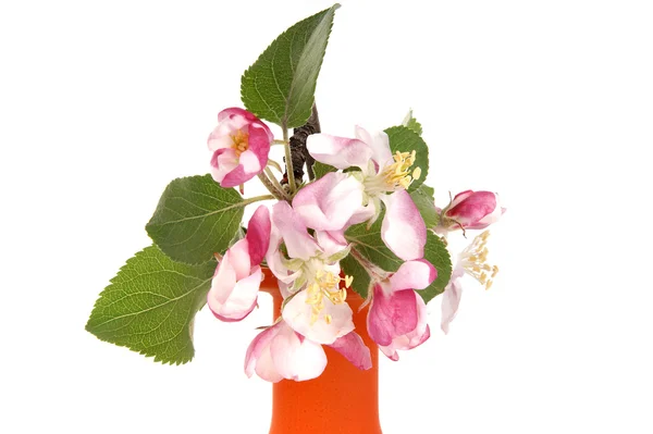 Çiçek ve çiçekleri beyaz izole elma dalı — Stok fotoğraf