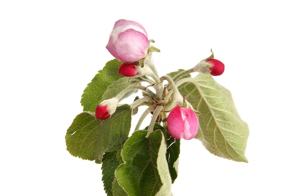 Branche avec des fleurs et des fleurs de pomme, isolée sur blanc — Photo