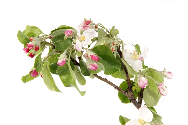 Branch with flowers and blossoms of apple, isolated on white — Stock Photo, Image