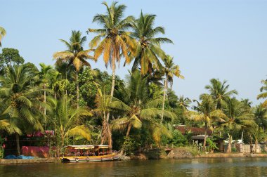 Hindistan cevizi avuç içi göl kıyısında. Kerala, Güney Hindistan