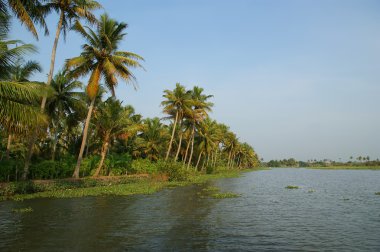 Hindistan cevizi avuç içi göl kıyısında. Kerala, Güney Hindistan