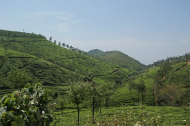 çay plantasyon Kerala, Güney Hindistan